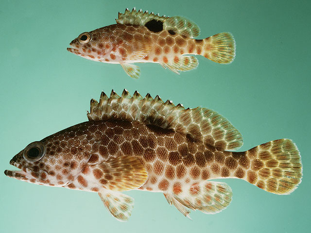 Epinephelus spilotoceps