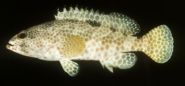 Epinephelus spilotoceps