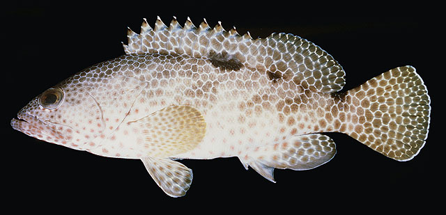 Epinephelus spilotoceps