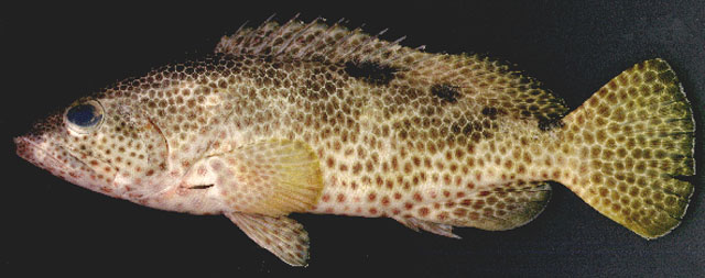 Epinephelus spilotoceps