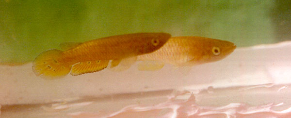 Epiplatys spilargyreius