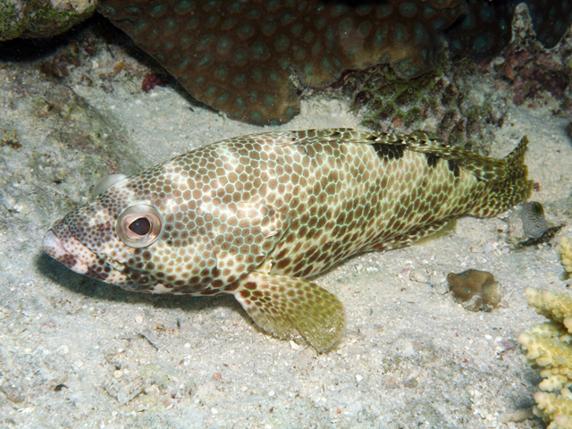 Epinephelus spilotoceps