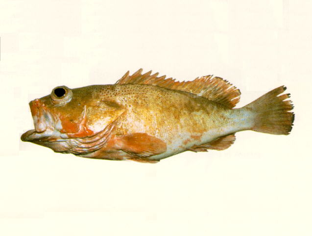 Epinephelus stictus