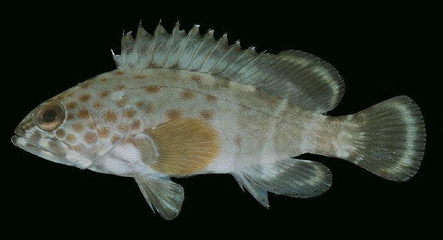 Epinephelus stoliczkae