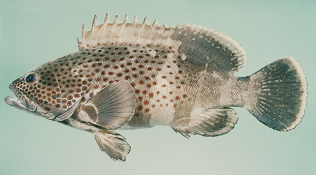 Epinephelus stoliczkae