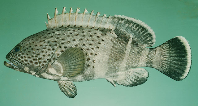 Epinephelus stoliczkae