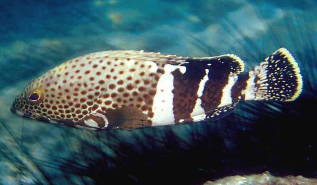 Epinephelus stoliczkae