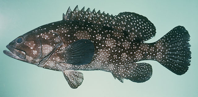 Epinephelus summana