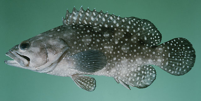 Epinephelus summana