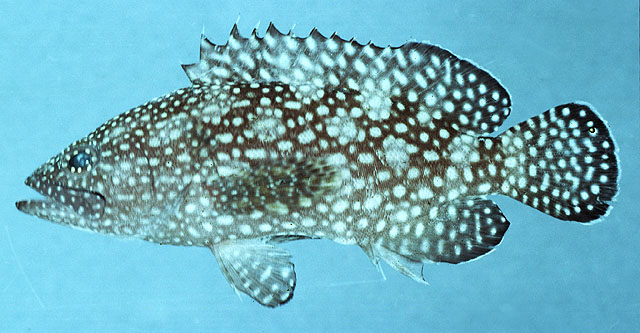 Epinephelus summana