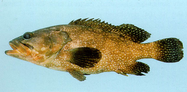 Epinephelus summana