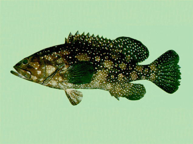 Epinephelus summana