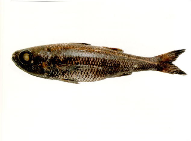 Epigonus telescopus