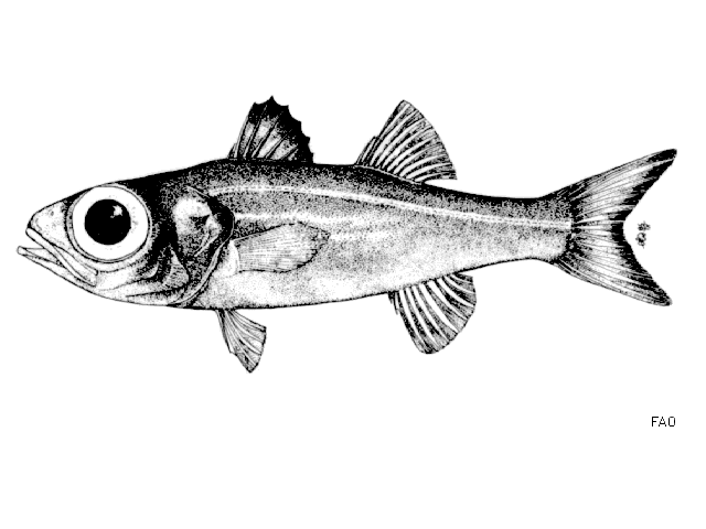 Epigonus telescopus