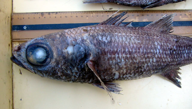 Epigonus telescopus