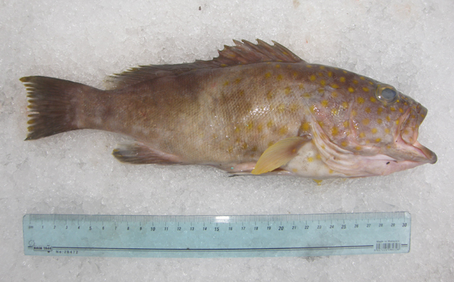 Epinephelus timorensis