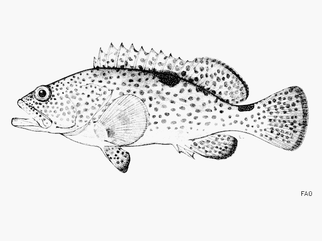 Epinephelus trimaculatus