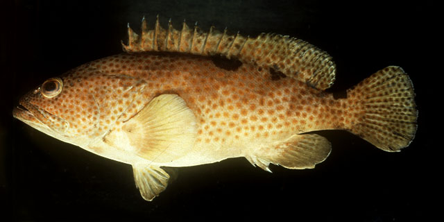 Epinephelus trimaculatus