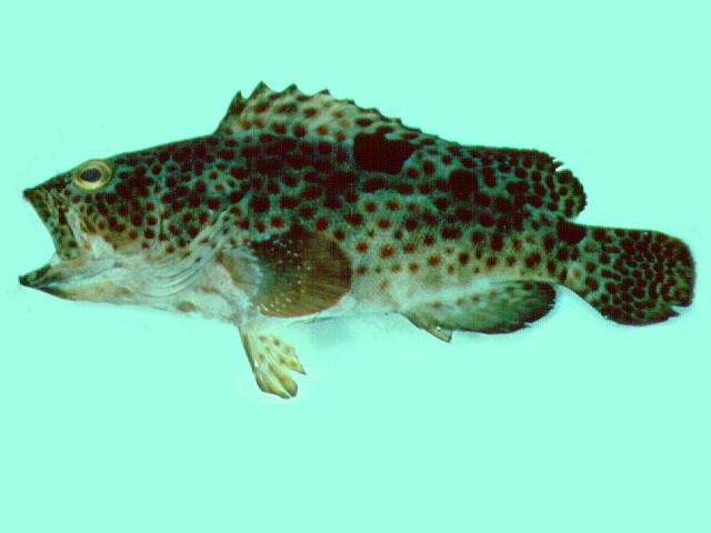 Epinephelus trimaculatus