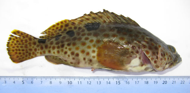 Epinephelus trimaculatus