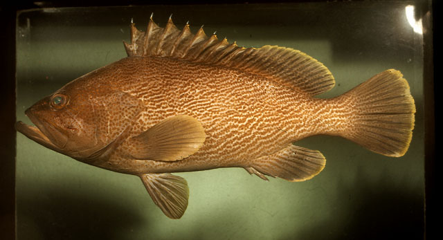 Epinephelus undulatostriatus