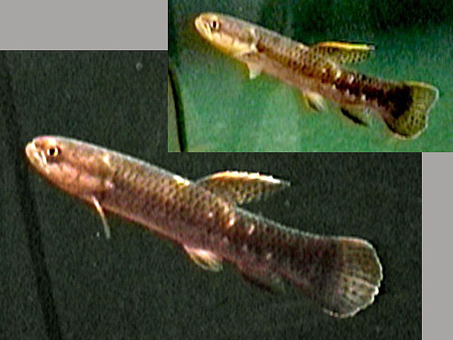 Erythrinus erythrinus