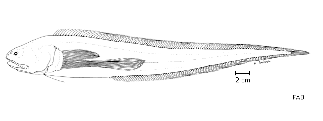 Eretmichthys pinnatus