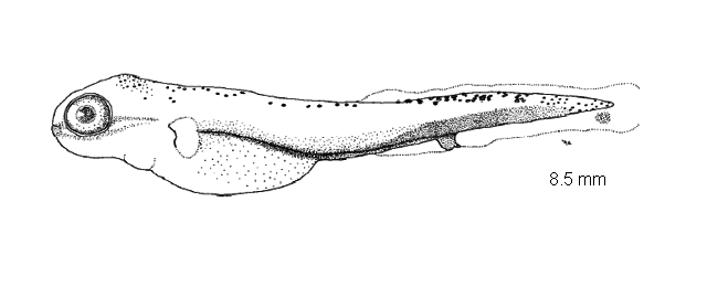 Esox americanus