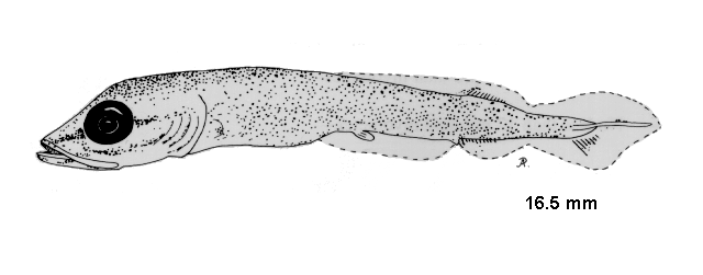 Esox lucius