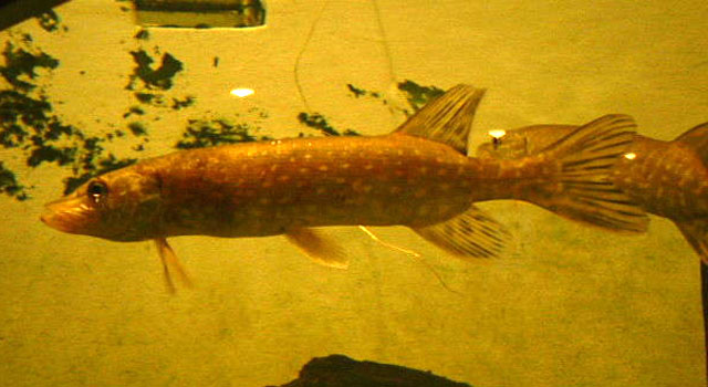 Esox lucius