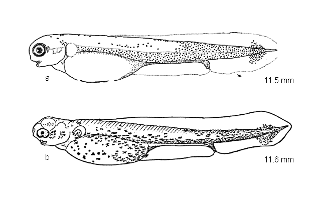 Esox masquinongy