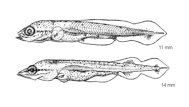 Esox niger