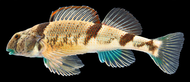 Etheostoma blennius