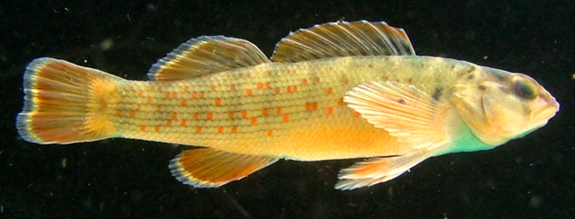 Etheostoma camurum