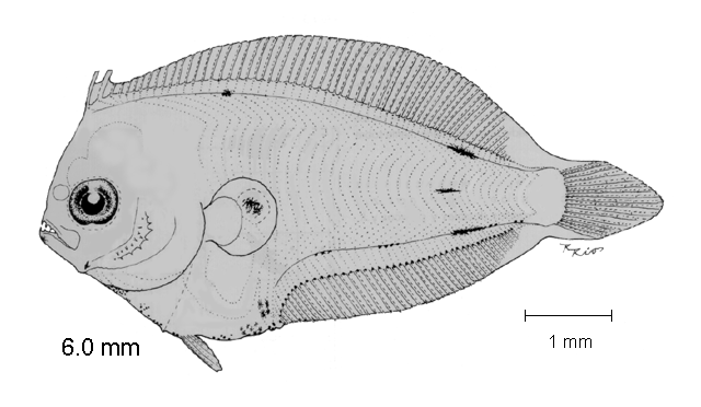 Etropus crossotus