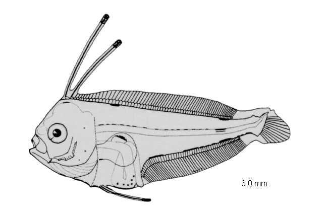 Etropus crossotus