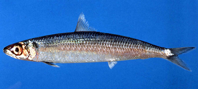 Etrumeus golanii