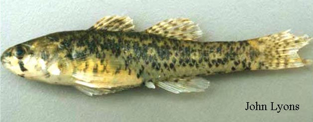 Etheostoma microperca