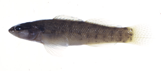 Etheostoma olivaceum