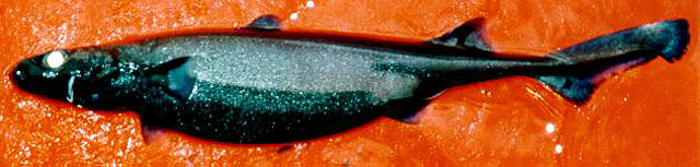 Etmopterus spinax