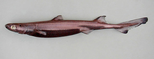 Etmopterus spinax