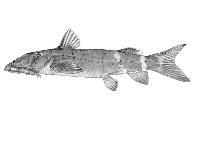 Euchilichthys astatodon