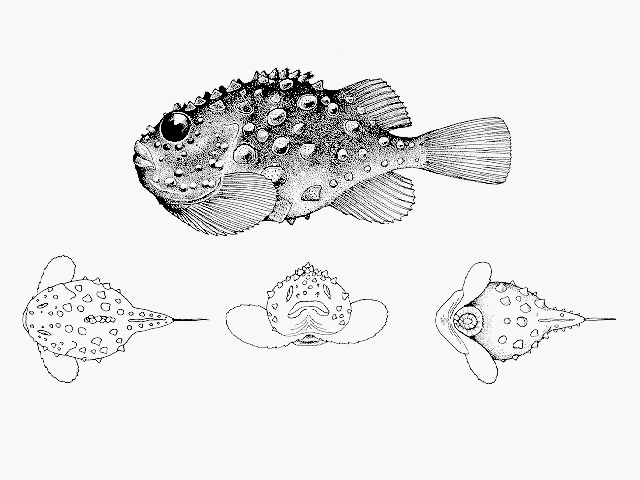 Eumicrotremus derjugini