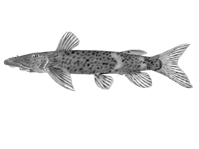 Euchilichthys royauxi