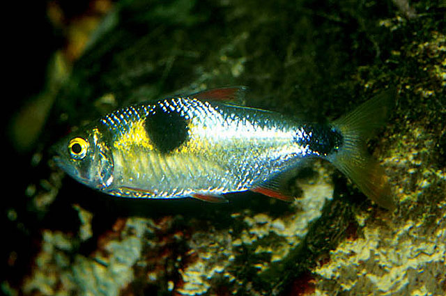 Exodon paradoxus