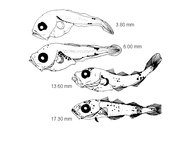 Gadiculus thori