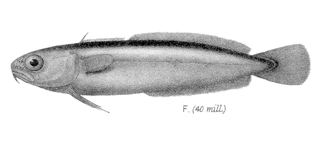 Gaidropsarus argentatus