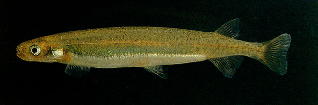 Galaxias maculatus