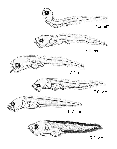 Genypterus capensis