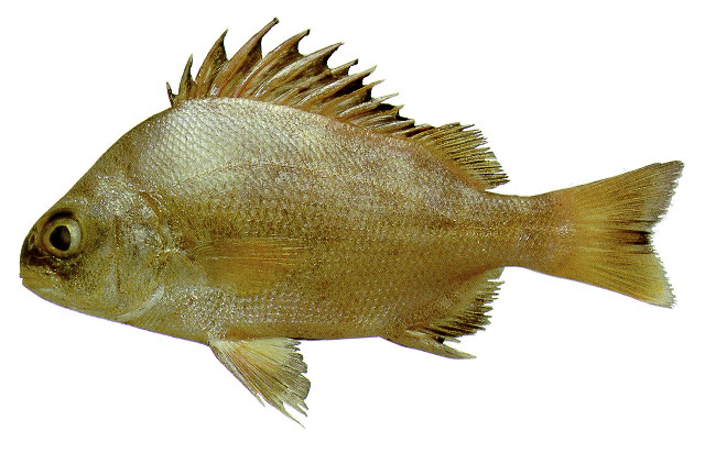 Genyatremus luteus